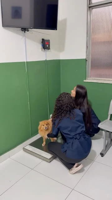 Atendimento no consultório da PetVet: a veterinária pesa um cachorrinho na balança.
