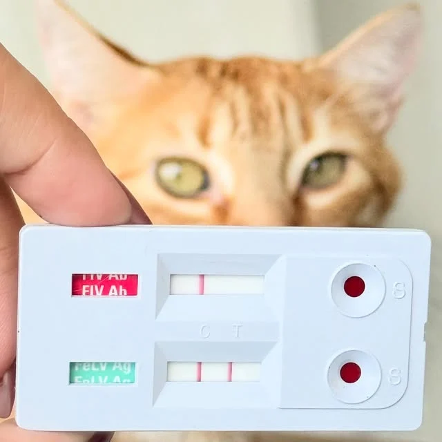 Gato laranja atrás de um teste rápido de FIV e FeLV.