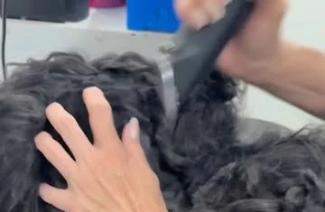 Mãos da tosadora desembolando o pelo preto e cacheado de um cachorro.
